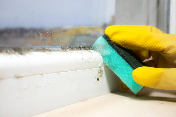 Best Basement Mold Removal  in Chickasaw, AL